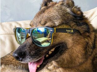 koer töötaja koer, kutsu